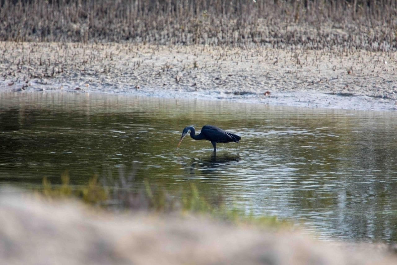 Pura Eco Retreat - Jubail Island Abu Dhabi