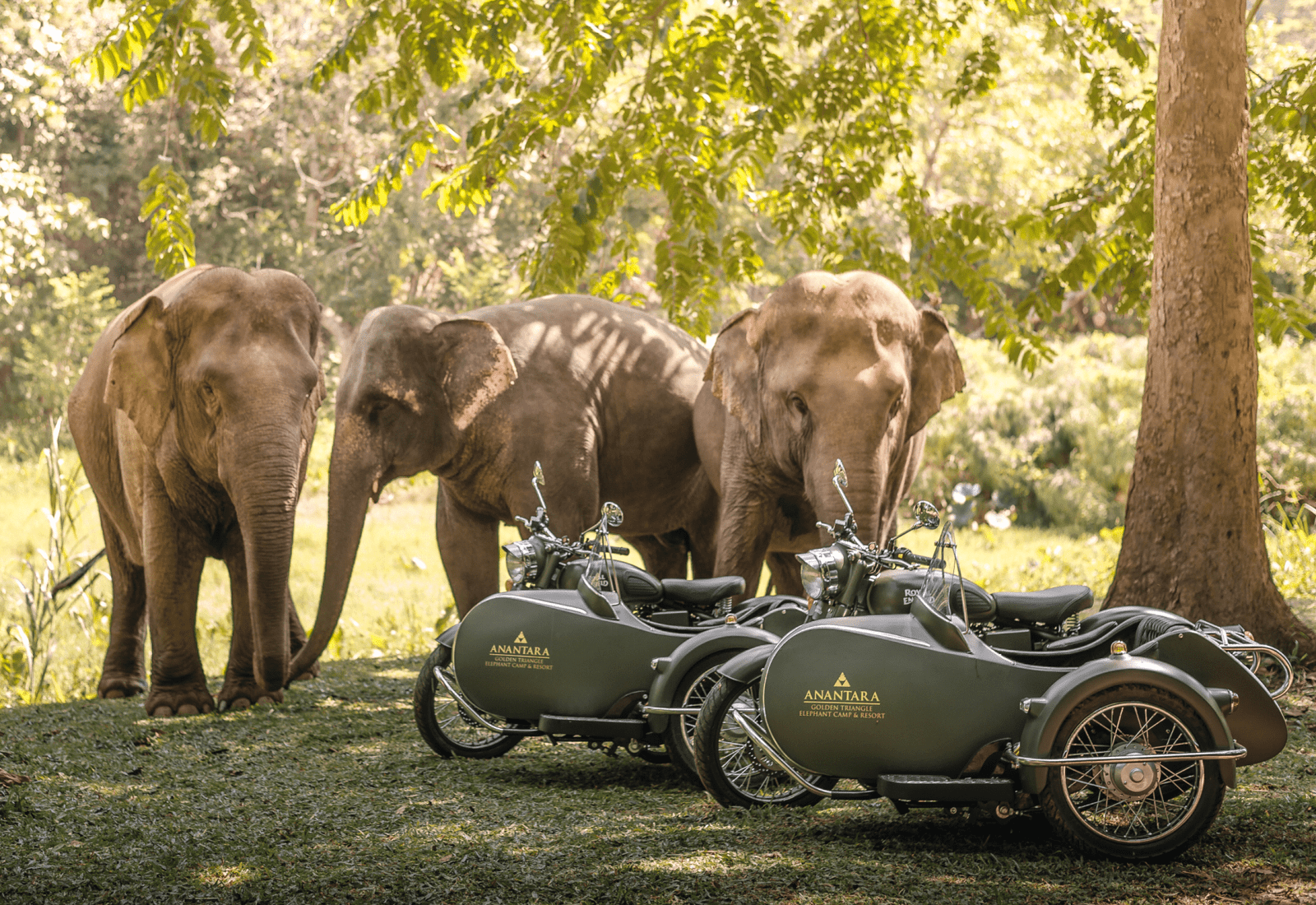 Anantara Golden Triangle Elephant Camp And Resort