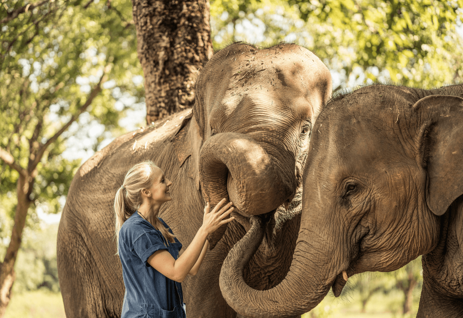 Anantara Golden Triangle Elephant Camp And Resort